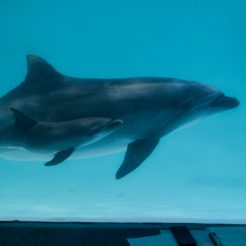 おたる水族館にバンドウイルカ「メリー」が赤ちゃんイルカを出産致しました。まだ、イルカスタジアムへは入場できませんが今後が楽しみです。